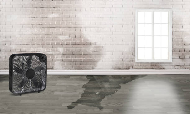 Best Carpet water damage restoration  in Flemington, NJ